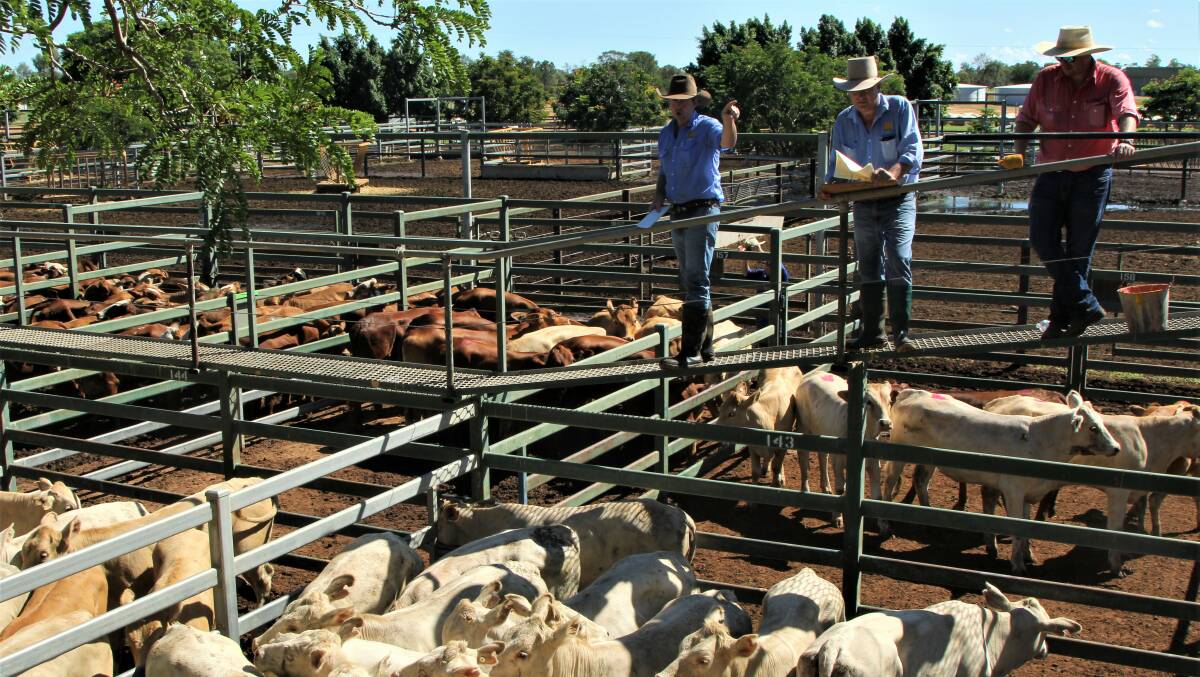 Higher Brahman content weaners and backgrounders returned good prices for vendors.