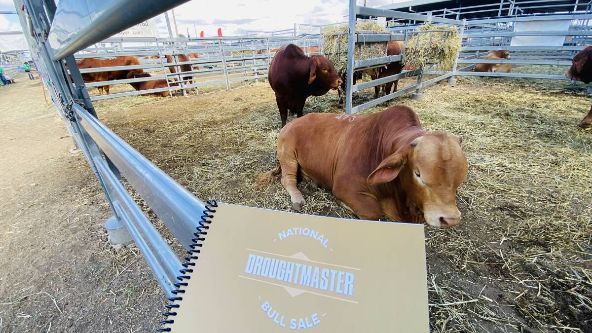 The Droughtmaster National Sale kicked off at CQLX Gracemere on Monday morning. 