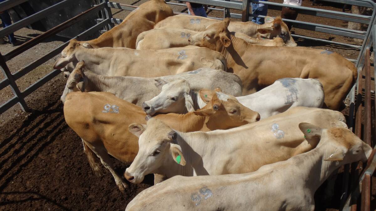 Two-tooth Charbray steers sold for $1780/head at Toogoolawah.