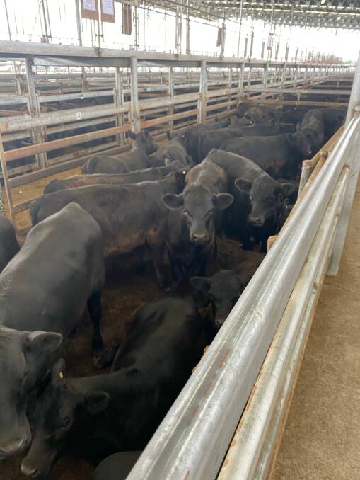 A line of quality Angus weaner steers bought by Brendan Kelly of Kellco on behalf of the Camm Ag Group from the Victorian weaner sales.