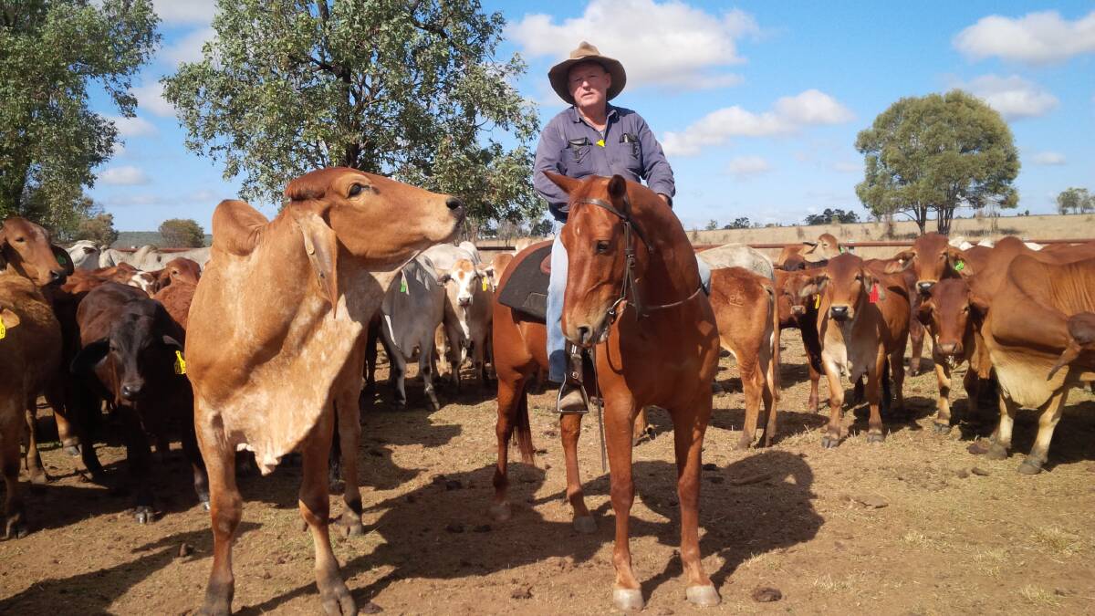 Host: Banana Shire Council Mayor Ron Carige, who is a man of many talents including being a cattleman, says this is the first time the council is hosting a beef summit and it features a powerful line-up of speakers.