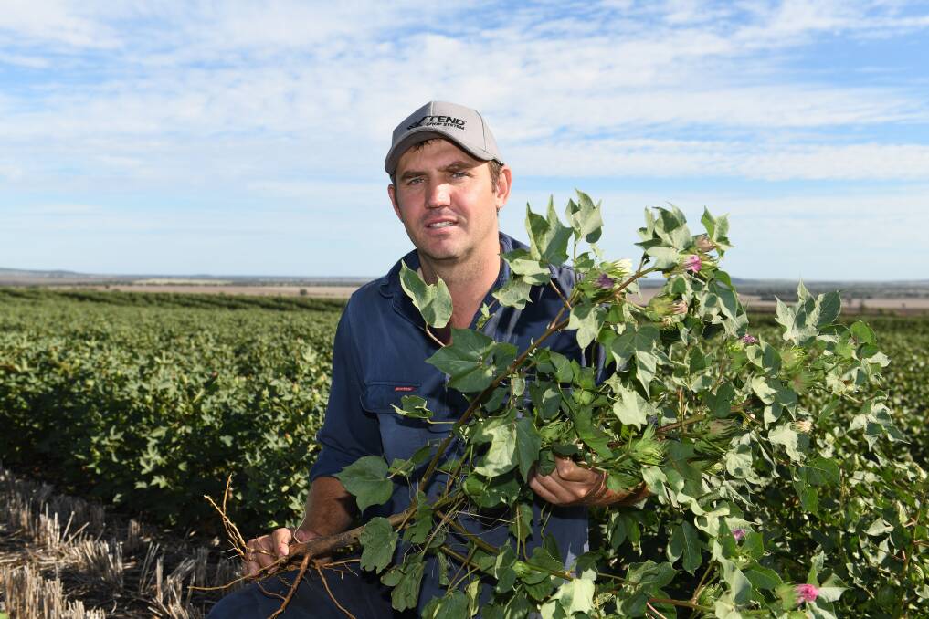 Grant Lowien, Bellata, NSW, has turned to cotton as a summer crop option to control grassy weeds on the property.
