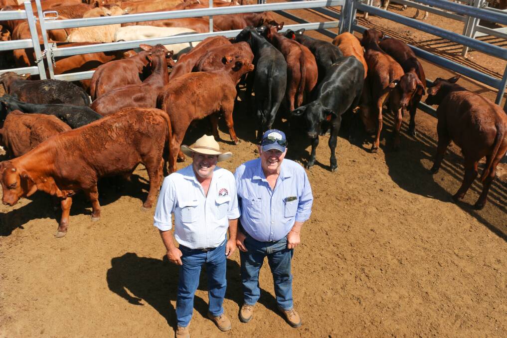 PJH agent Steven Goodhew and Cecil Russell with a pen of CJ Russell steers. The steers sold to 568c, reaching a top of $1566 to average $1346.
