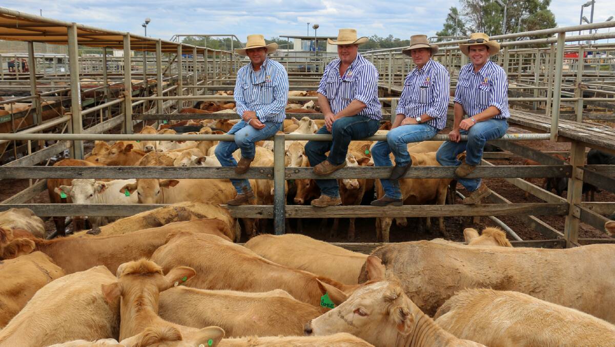 The MAA Livestock team with a line of GJ and JM Yates heifers. The heifers sold to 448c/kg, reaching a top of $1973 to average $1754. The cows sold to 354c, reaching a top of $1828 to average $1583.