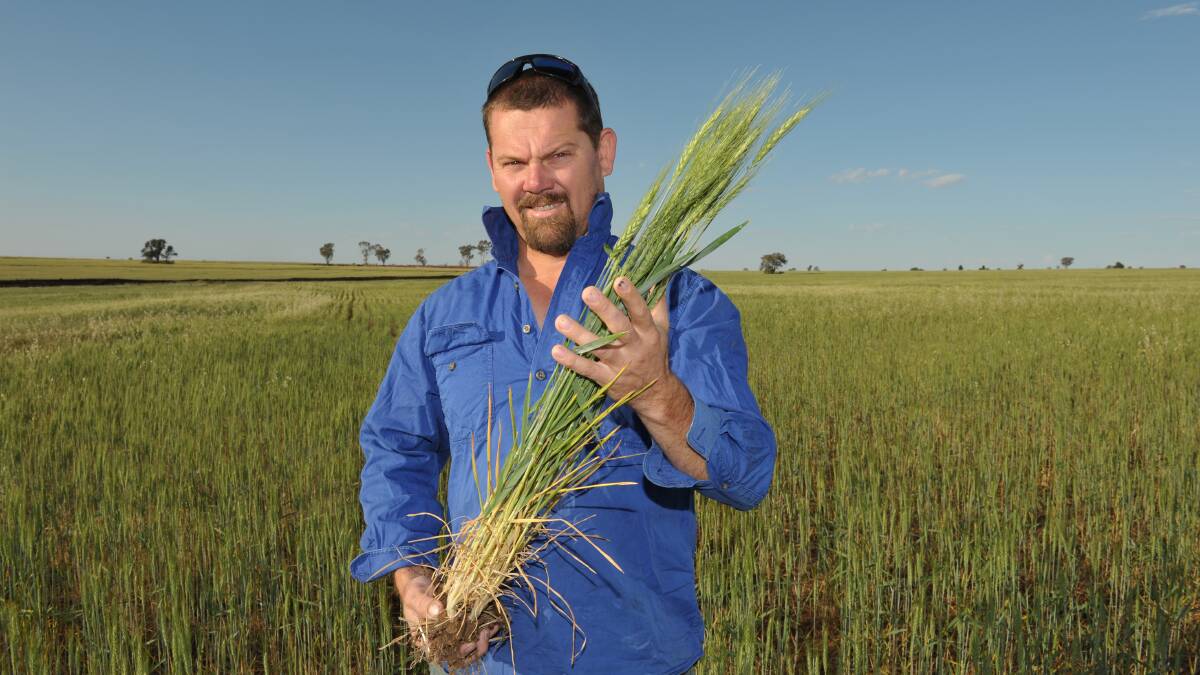 In Queensland Country Life's September 19, 2013 edition Adam Kingston, Sylvia Downs, Roma, hailed Spitfire wheat as a 'miracle crop'.