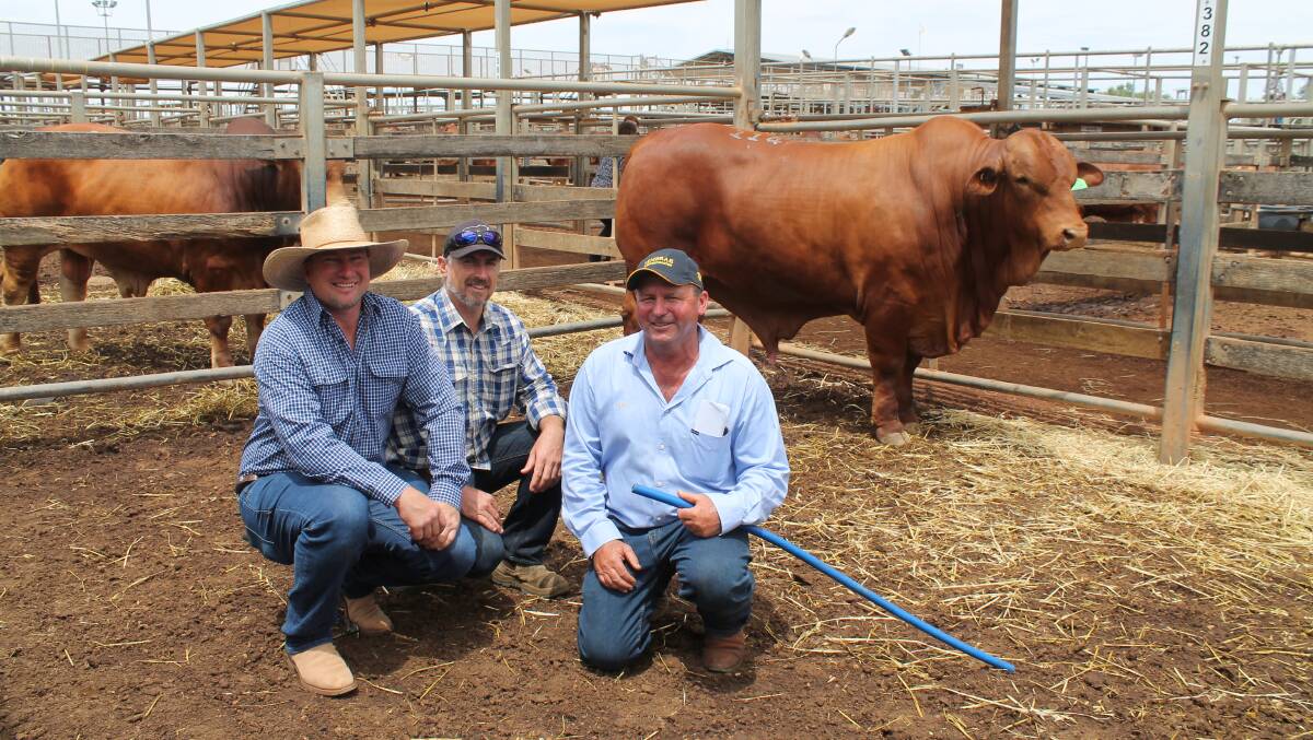 Buyers Dan Jarvis, Ironhide stud, Laidley, and Derek Mays, Tomawill stud, Templin, with vendor Brett Warne, Jembrae stud, and the $18,000 Jembrae Noah (P).
