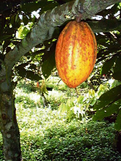 Fruit from the cacao tree where chocolate originated