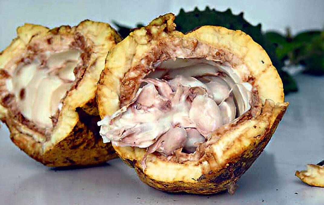 RAW: Inside a cacao pod which is the very start of the chocolate making process.