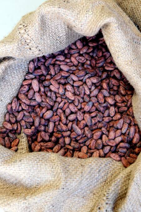 Raw cacao beans. Photo Edwina Pickles. 