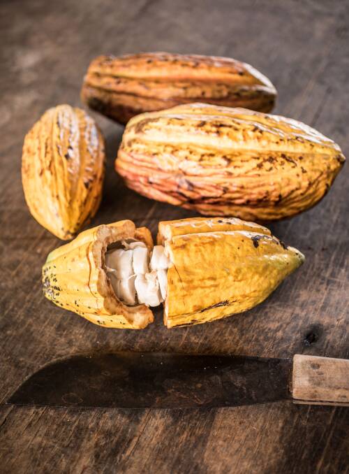 Cacao. Photos by Richard Cornish 