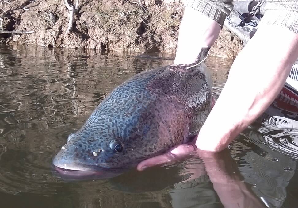 A Murray Cod is tagged and released.