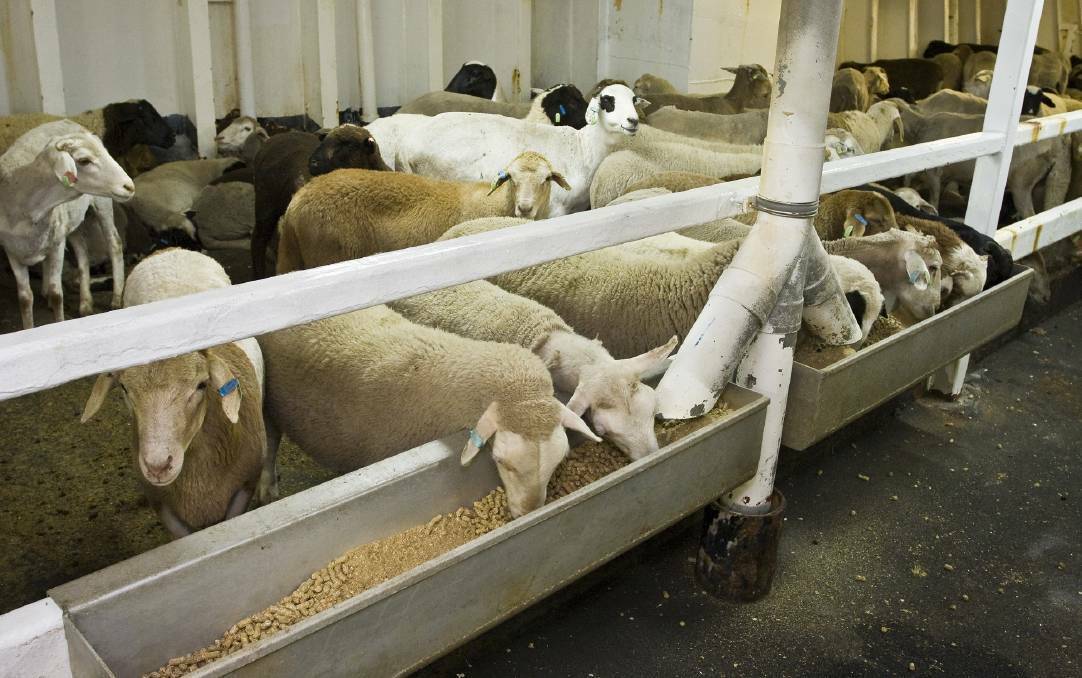 Labor rejects accusation of playing politics over live exports
