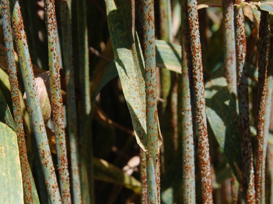 Rust infection on adult wheat stems, a fungal disease that can cripple wheat crops. Photo by Robert Park.