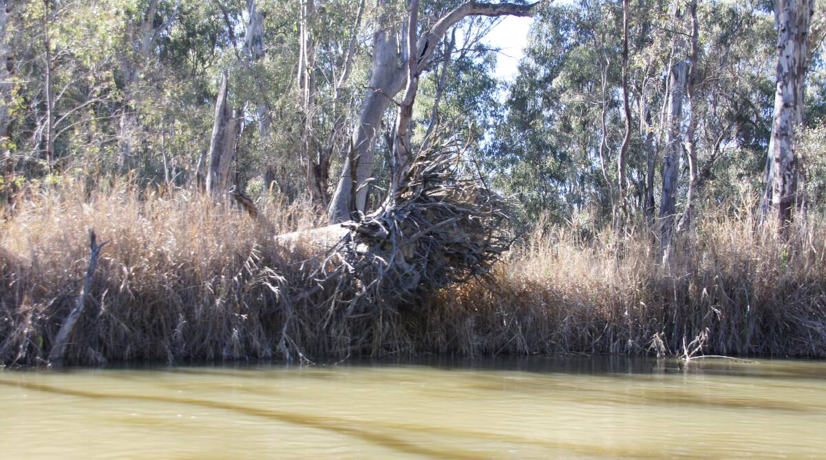 A downed river red gum at the Barmah Choke, a narrow point on the Murray River. That's where river banks and riparian environment has been struggling with unnaturally high and persistent flows, caused by river operators scrambling to satisfy the unprecedented demand for water by Lower Murray permanent plantings like nut trees.