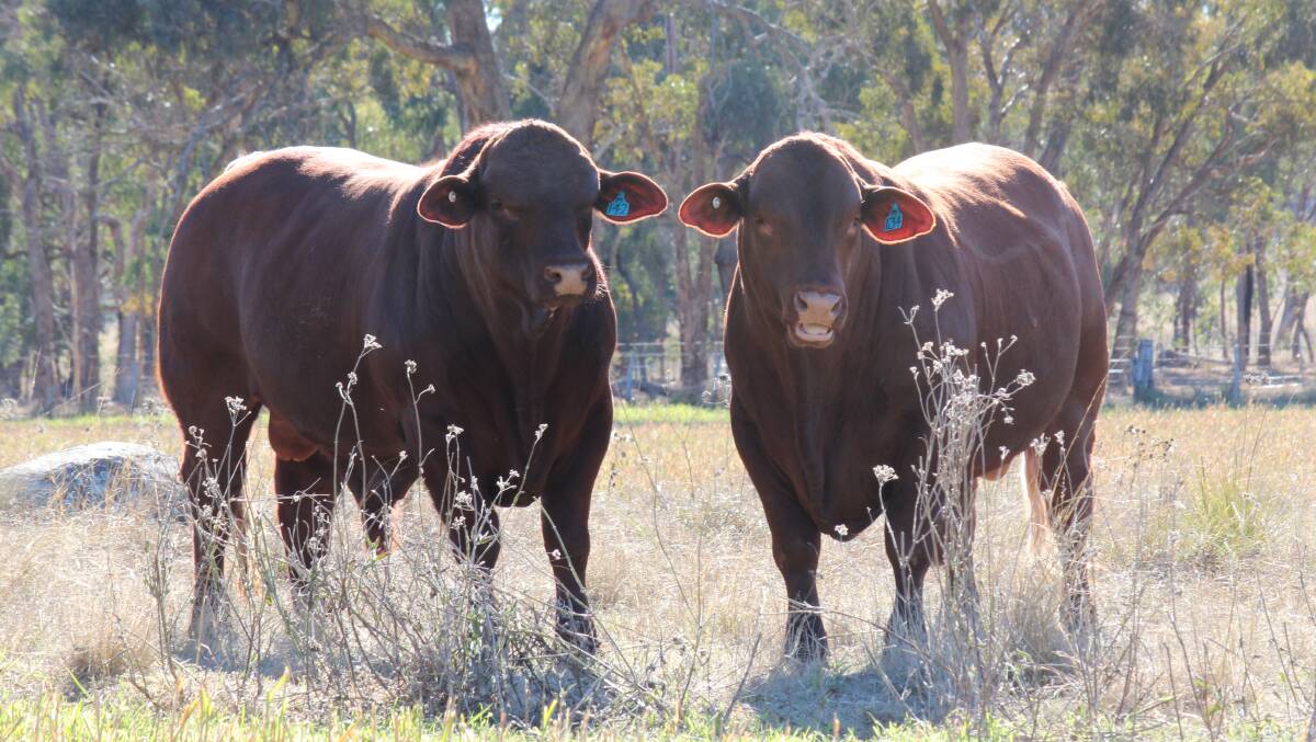 BULLISH: Santa Gertrudis sires can introduce genetics for early growth, saleable meat yield and heat tolerance to any herd.