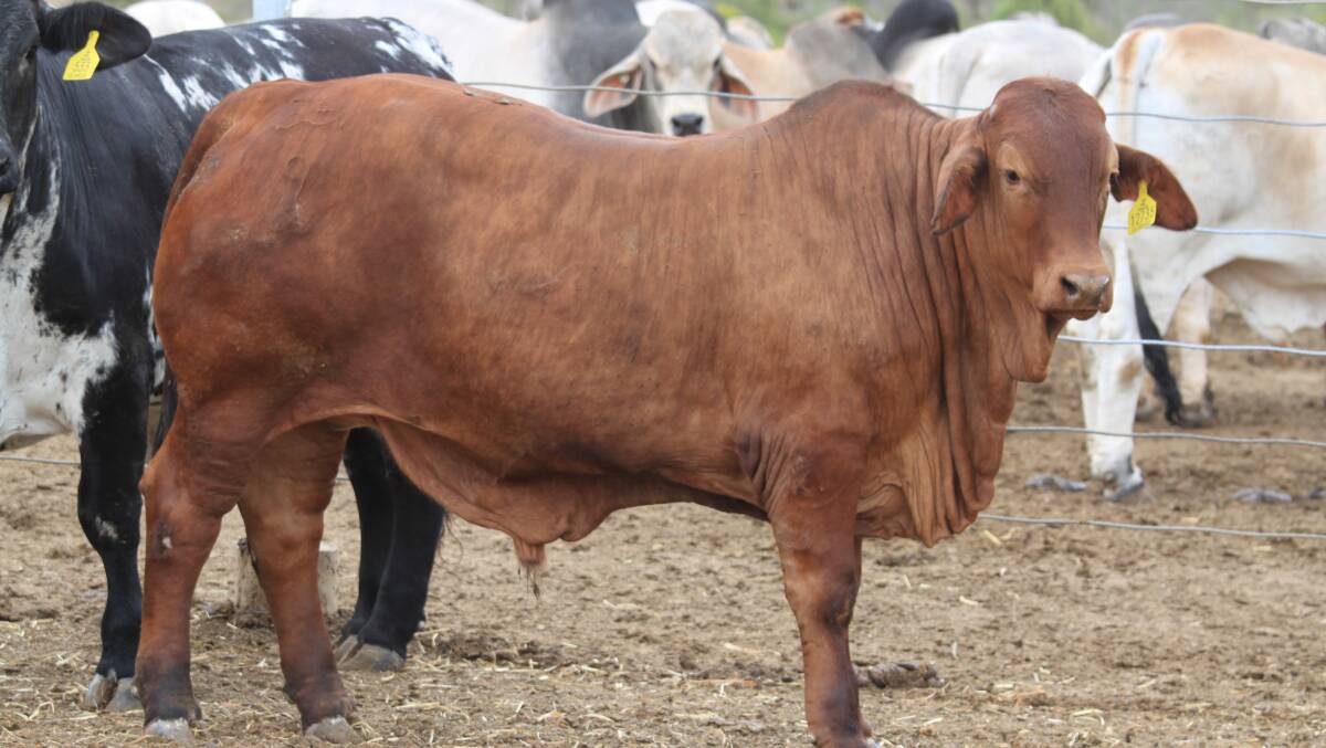 RED RULES: A Santa Gertrudis Brahman cross can be a profitable option for many commercial producers across Australia.