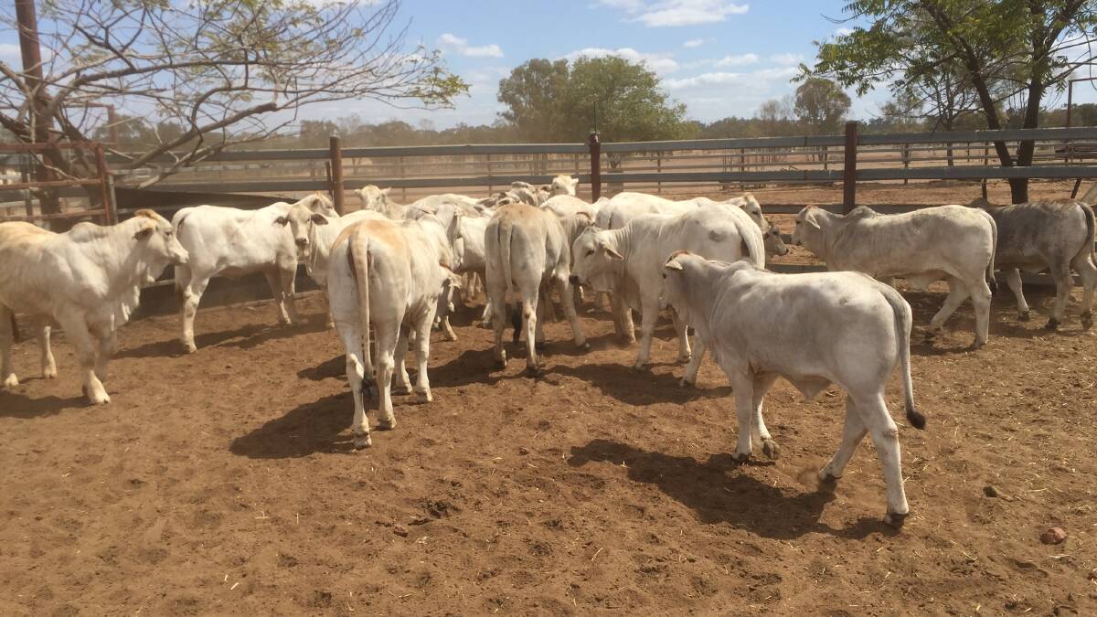MIXING IT UP: The Rowe Cattle Company is using a mix of Brahman, Charolais and - more recently - Angus genetics for its cattle enterprise.