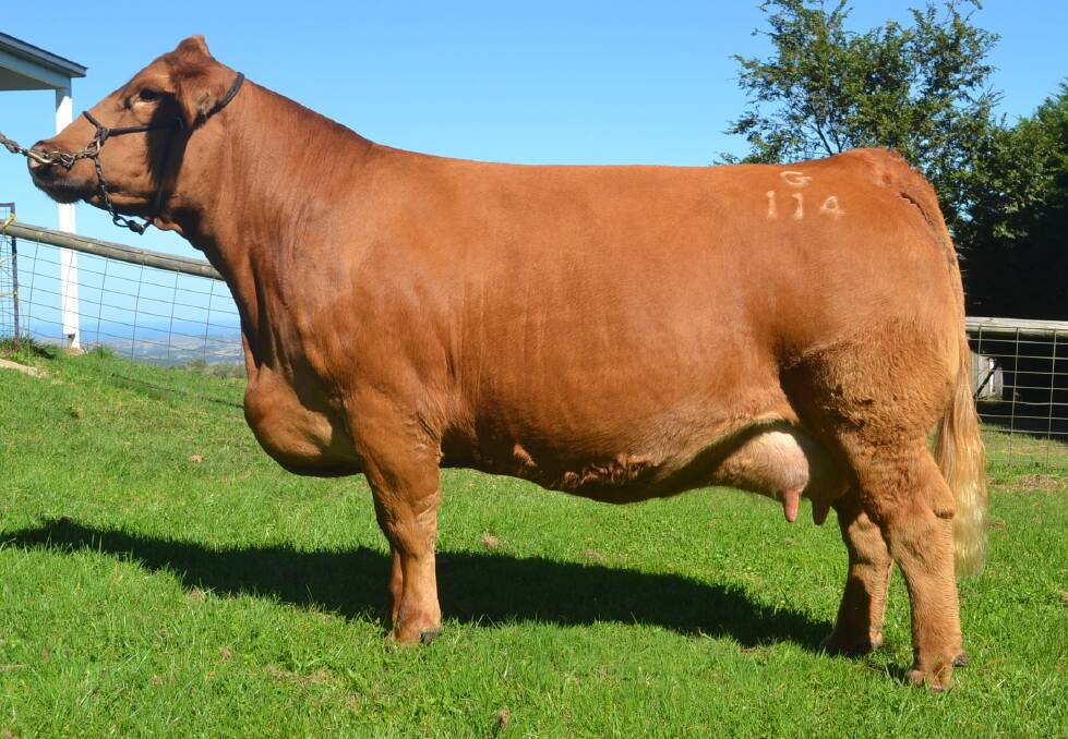 MATERNAL LEADER: Red Simmental dam Lancaster Blanche G114 has had a big impact on the Simmental breed and genetic packages and progeny from her will be available at the "Rocky Red Sale".