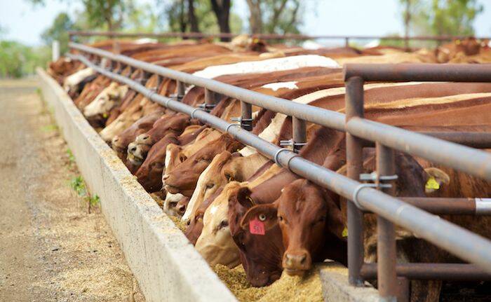 For many years the Australian feedlot industry has invested in research to understand emissions from manure sources, and assist the development of a revised emission factor for nitrous oxide (N2O) emissions from feed pads.