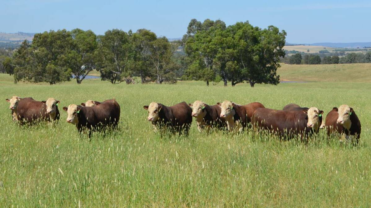 Australia is closely watching moves by other countries in adopting grass-fed meat production standards that include a sustainability component.