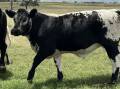 NEWBIES: Jeffery and Kellie McLoughlin are relative newcomers to the novel Speckle Park breed of cattle.