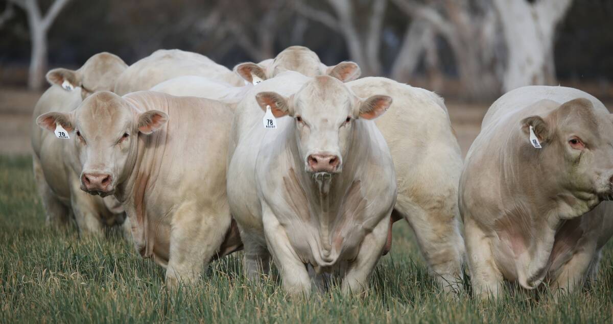 NEW BLOODLINE: For the first time in Australia, Ascot will be selling bulls bred from the US sire LT "Authority" that offers genetics for early maturity, lower birthweight, greater calving ease and quick finishing.