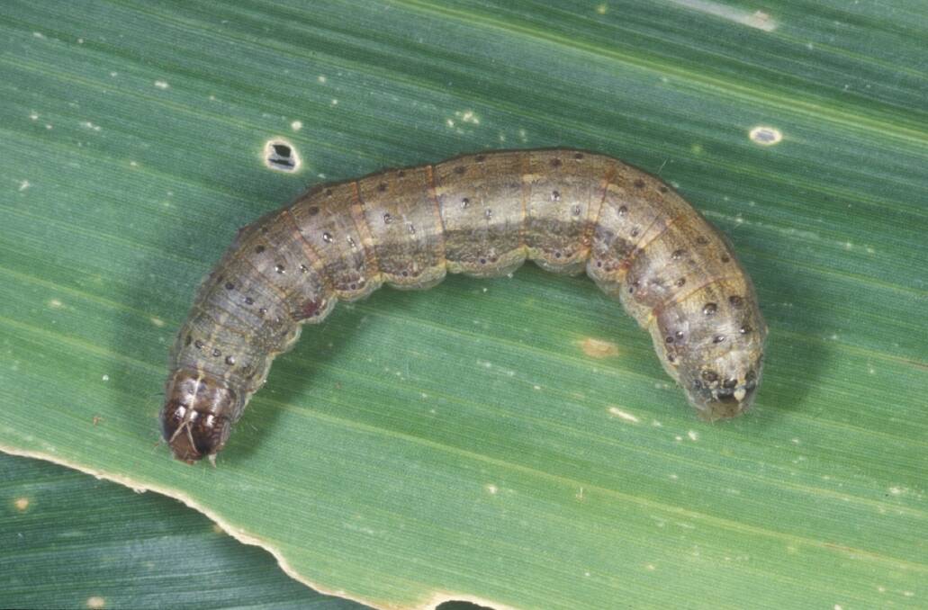 The fall armyworm is in the cross-hairs as experts and intereted partied prepare for the invitation-only National Fall Armyworm Research, Development & Extension Symposium will be held on April 17 and 18, 2024, in Brisbane. Picture: Supplied