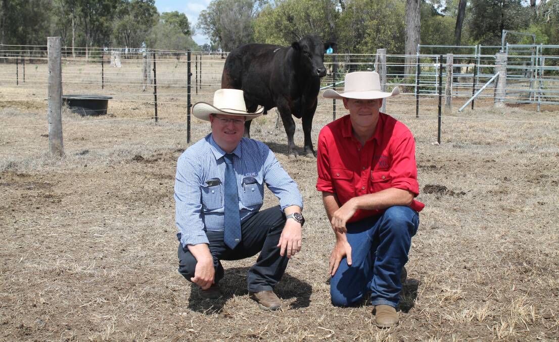 GDL auctioneer Mark Duthie, Dalby and Peter Gaffney, Graneta Limousin and Angus studs, Bell with the $10,500 top selling black Limousin bull, Graneta Matador M43.