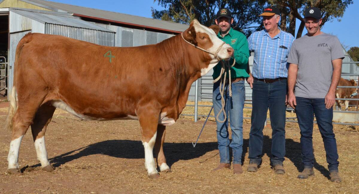 Equal top-priced heifer, Tennysonvale Myma, Tennysonvale's Carl Baldry with Ray and Brent Pepper, Coolamount Fleckvieh, Numbaa.