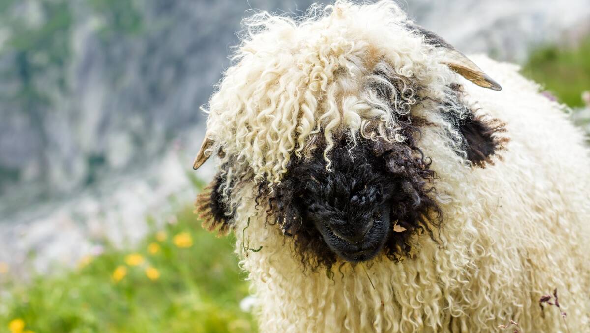 Valais Blacknose sheep are commonly referred to as the "world's cutest sheep" but should they be allowed in Australia? Photo: Shutterstock