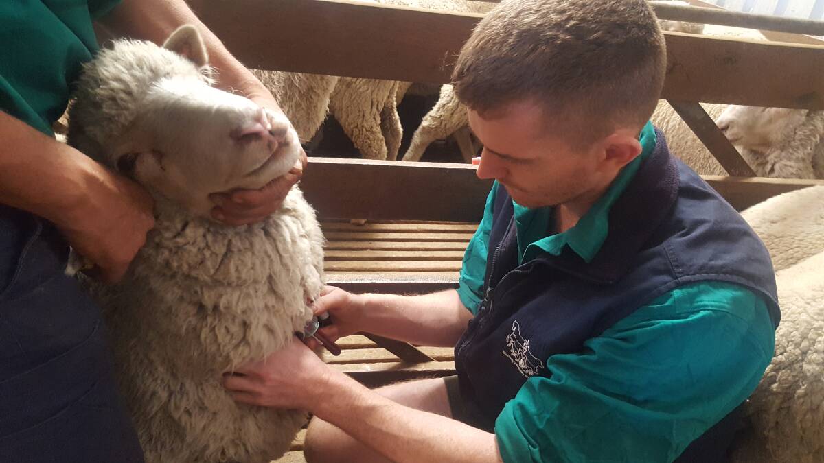 Dr Tom Clune is undertaking a PhD in infectious diseases recognised for causing reproductive losses in sheep. Photo: AWI