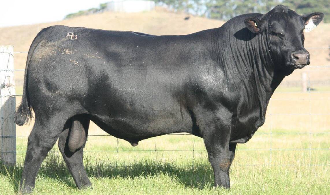 Lot 11, Banquet Tom Cruise T220, has broken a Victorian record. Picture supplied