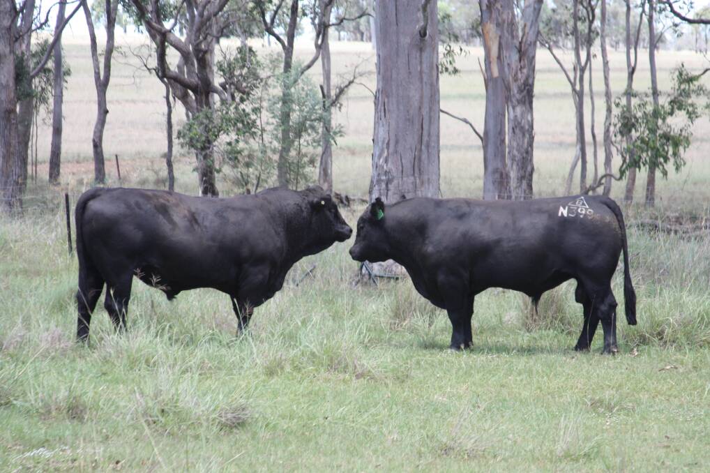 CROSSBREEDING BENEFITS: Morven beef producer Justin O'Connor is using Bonnydale Black Simmental and Superblack genetics to boost the fertility, carcase quality and production of his Simbrah herd.