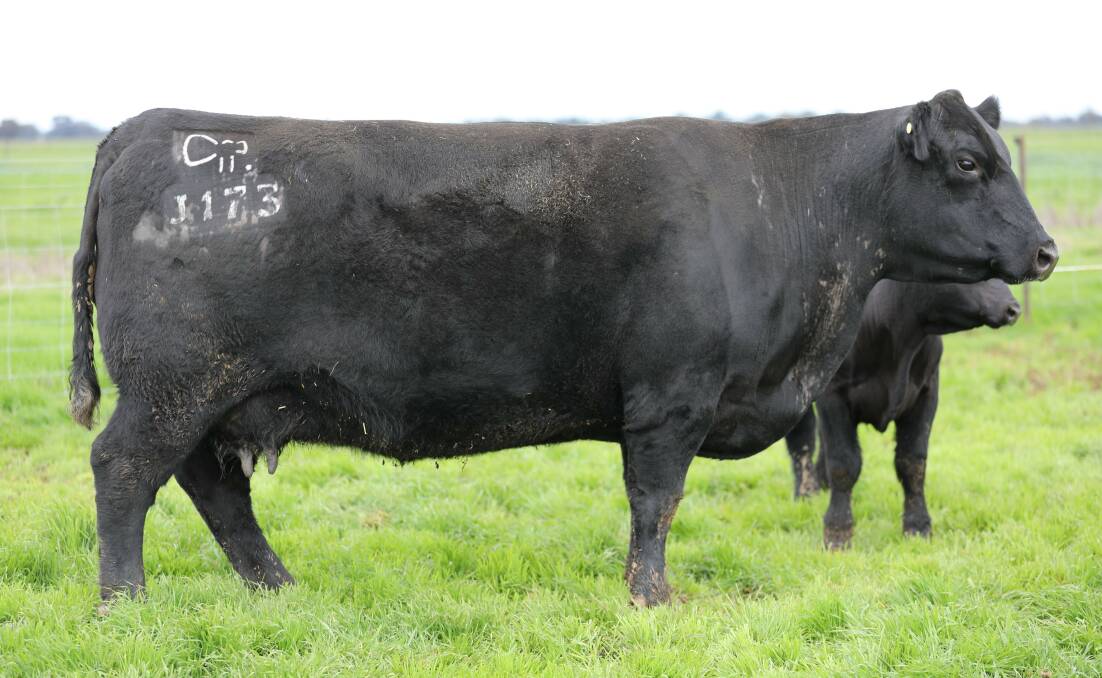 Lot 4 in the Raff Angus sale at Walwa is Raff Blackbird J173, a heavy weighing, strong topped and extremely docile past donor cow. She sells re-joined with a magnificent bull calf at foot.