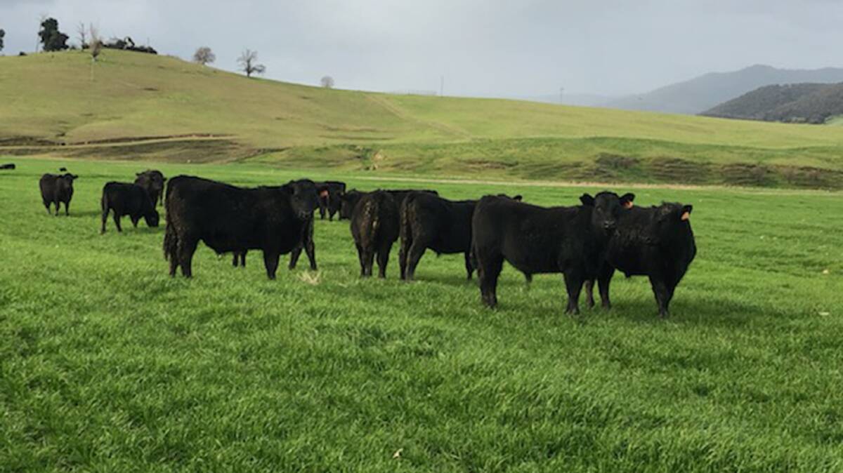 FINISHING STEERS: Tooma Station's 2018-drop Angus steers grazing an Atomic annual ryegrass pasture, which will be harvested in the summer.
