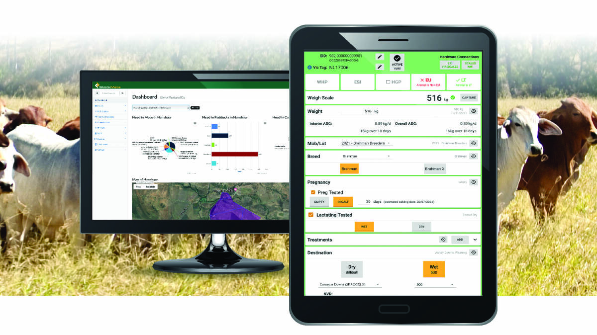 The Elynx StockMate product is a mobile and cloud-based app which provides lifetime traceability and performance management on individual cattle in your herd. Picture supplied