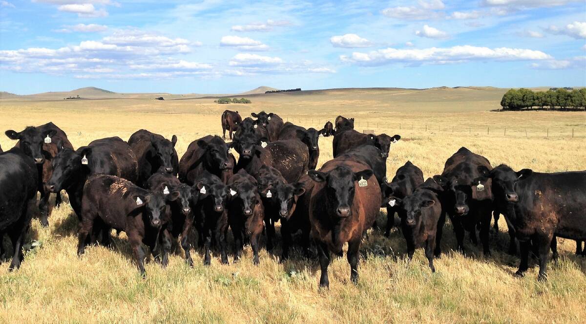 The Cooma-based Hazeldean Angus stud will hold its first bull sale at Tamworth, NSW, on August 19. The Litchfield family have been producing hardy, good doing Angus cattle with great depth of breeding for more than 80 years. 