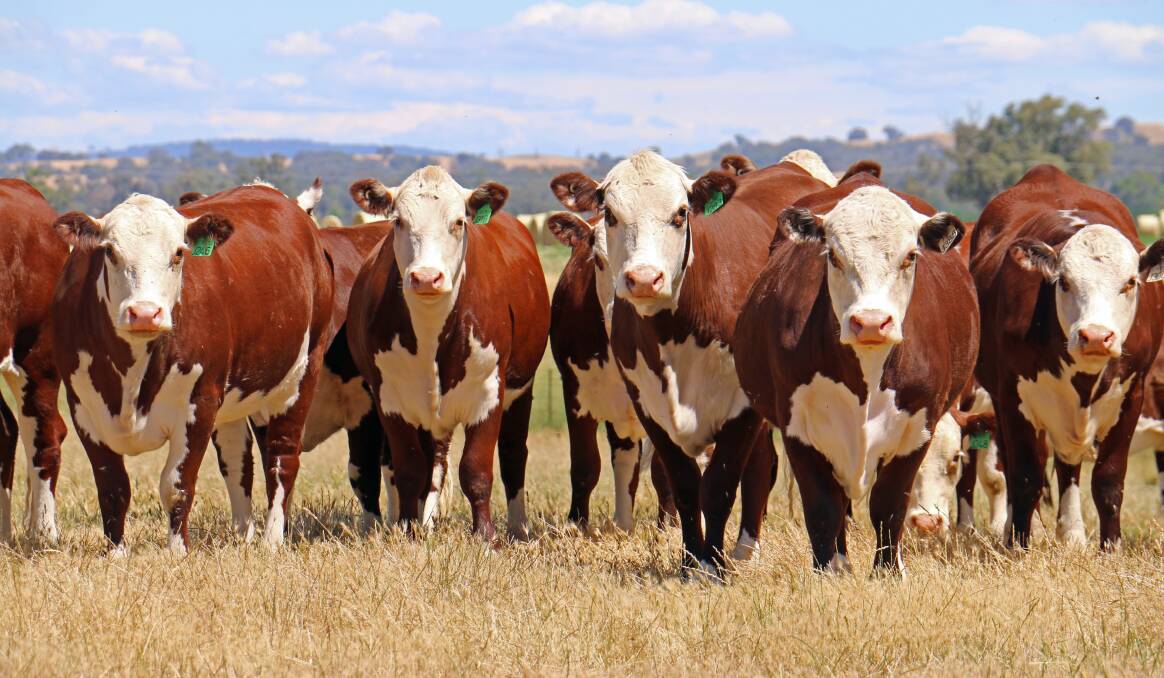 Demand for quality Hereford genetics continues to grow both in Australia and overseas.