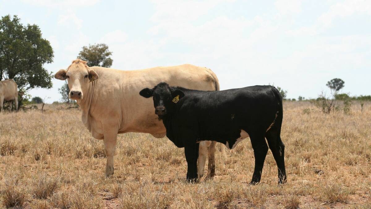 THRIVING: Angus genetics are producing a quality crossbred calf with improved growth rates for Queensland beef producers Peter and Vicki Howard, Nogoa Pastoral, Emerald. Photo: Jonathan Faris, Angus Australia.