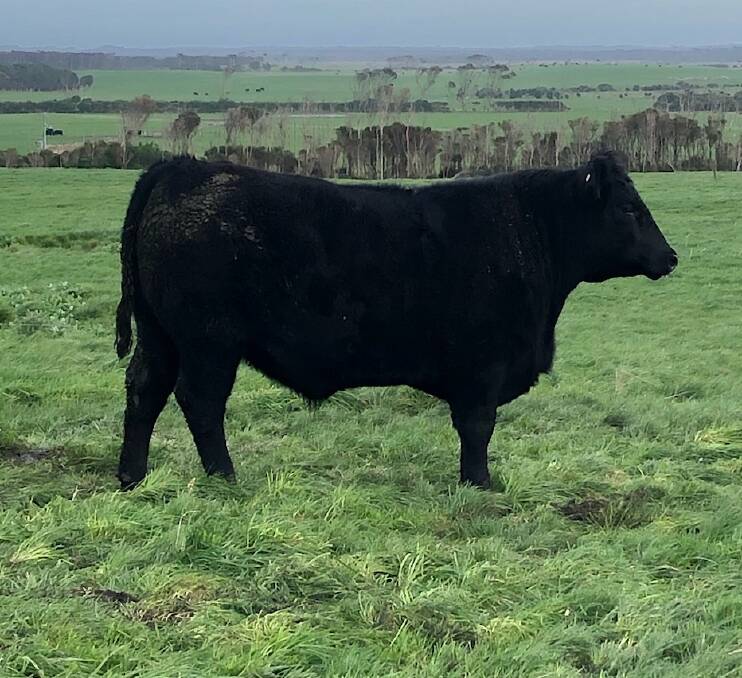 A Raff Angus bred milk tooth steer from the same contemporary group to this year's rising two year-old sale bulls. The steer had a carcase weight of 452 kilograms, marble score 4 and a Meat Standards Australia index of 67.51, returning $3273.32.