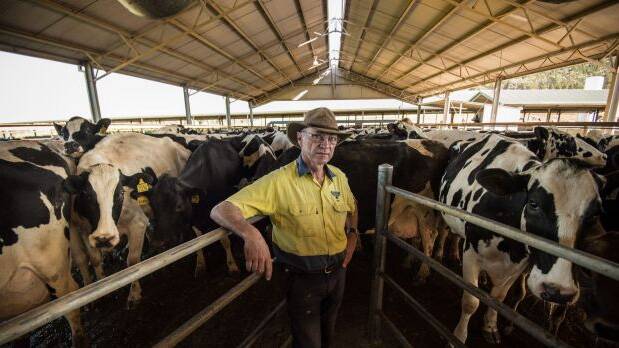 UNIFIER: NSW Farmers Dairy Committee chair Colin Thompson on his Cowra, NSW, dairy farm.