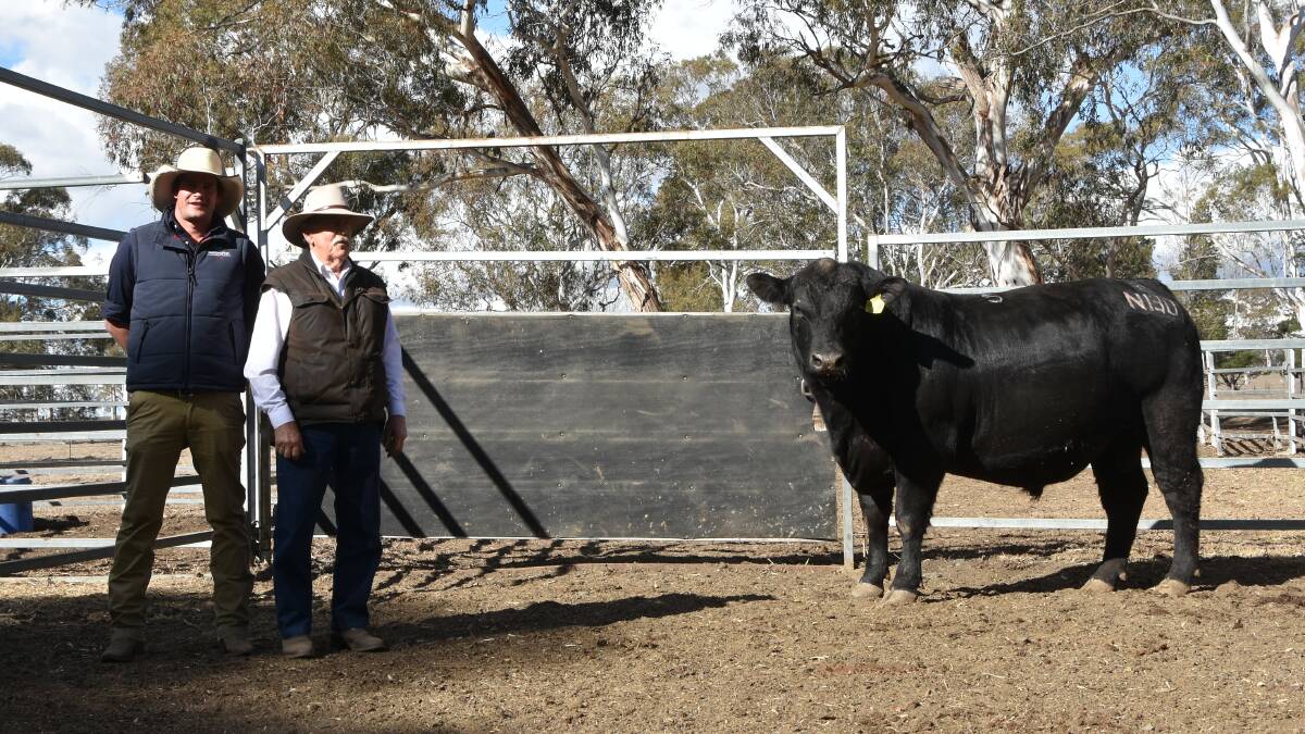Top price $5500 Dance Kingdom N130 who was purchased through Auction Plus and will head to Scone with Stuan Pearce, Auction Plus and Dance stud principal David Dance 