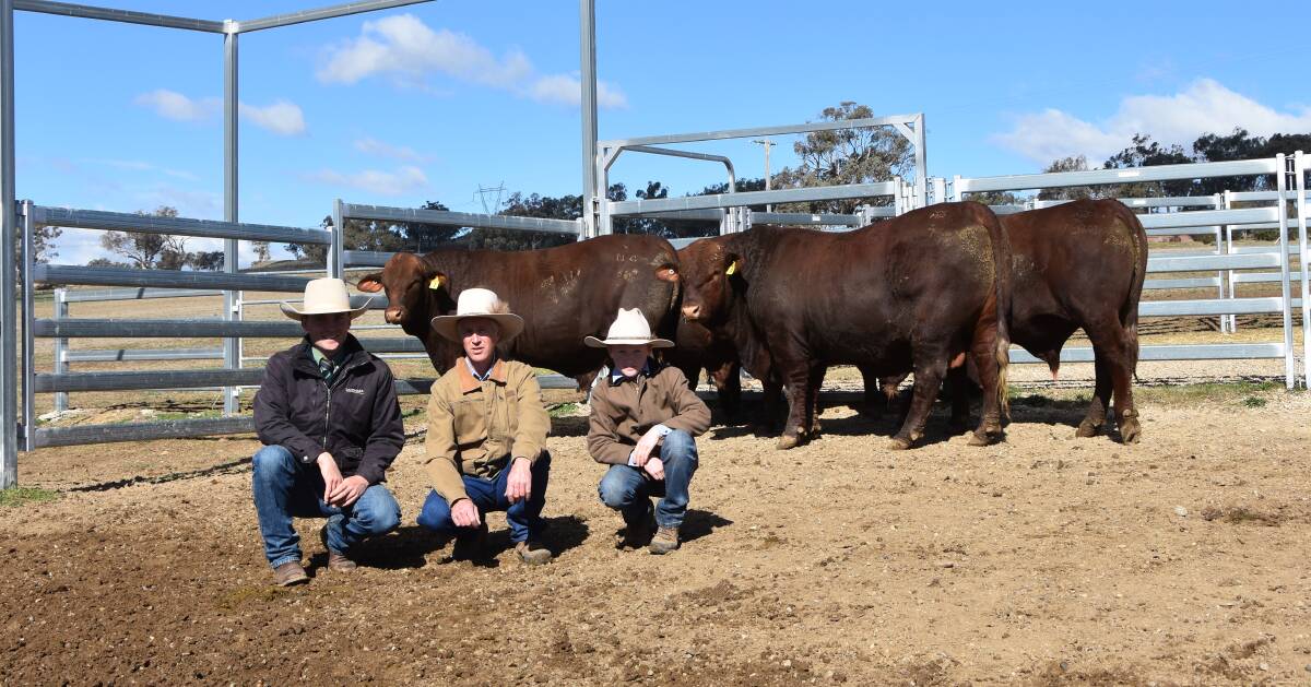 Lo Pilato Bros' bulk buy of bulls with Landmark Tamworth agent Ken Miall, Hardigreen stud manager Colin Patterson and his son Fraser Patterson. 
