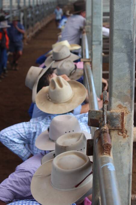 Weaner steers up $100 at Woodford