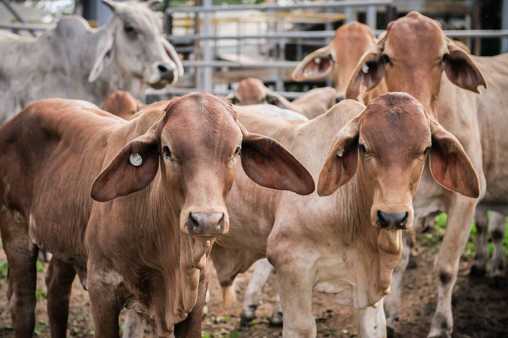 Limousin cows and calves sell to $1740 at Laidley