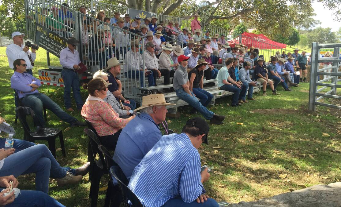 Solid competition pushed prices to $11,000 at the Nindooinbah sale at Beaudesert last week.
