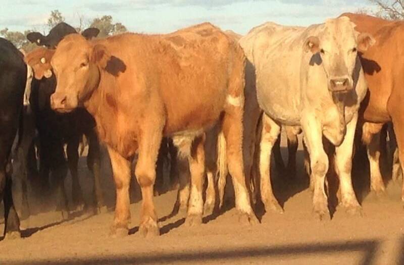 Simmental steers $1590 at Laidley