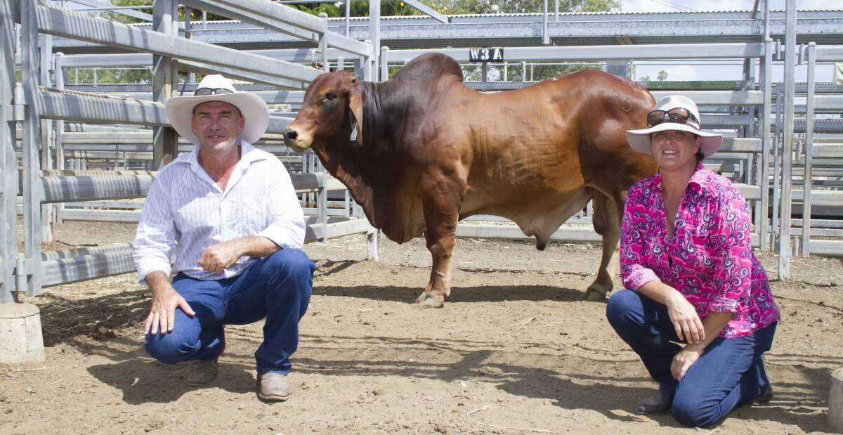 Woodstock Geronimo sold for $12,000 and is pictured with breeders, Caroline and Darren Wood, Woodstock Stud. The poll bull sold to Pat Hills and family, NK Stud.