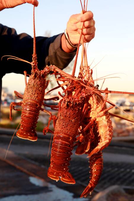 Western rock lobster caught by a local fisherman. - Photo: Edwina Pickles