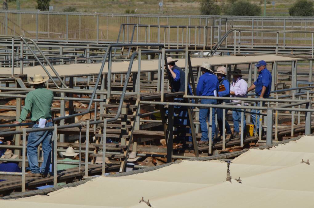 Roma's prime sale yarded a total of 739 head of cattle on March 22.